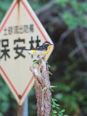 キビタキ君　12