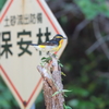 キビタキ君　12