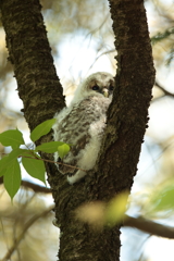 フクロウの二郎君 1