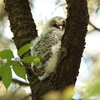 フクロウの二郎君 1