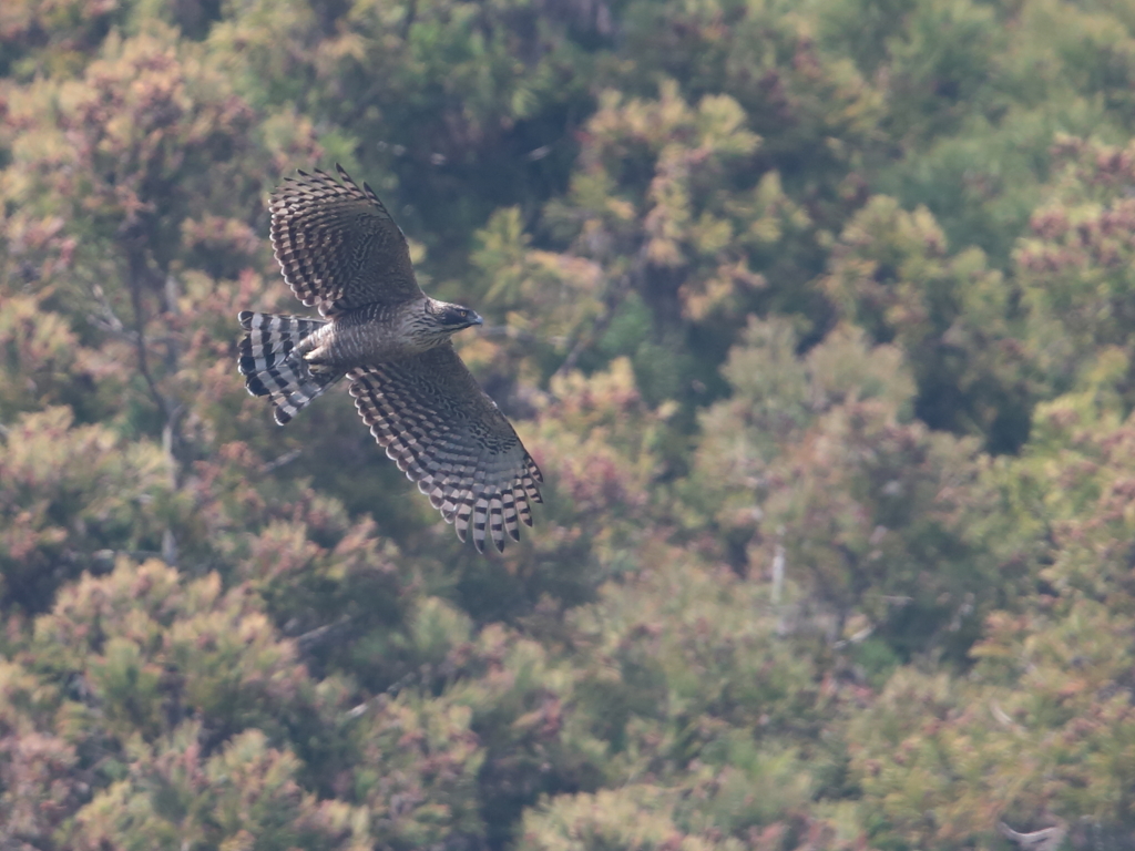 クマタカの棲む村
