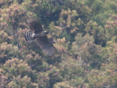 クマタカの棲む村