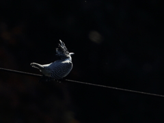 ヤマセミ君の朝 4