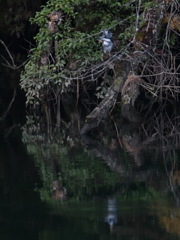 ヤマセミ川 2