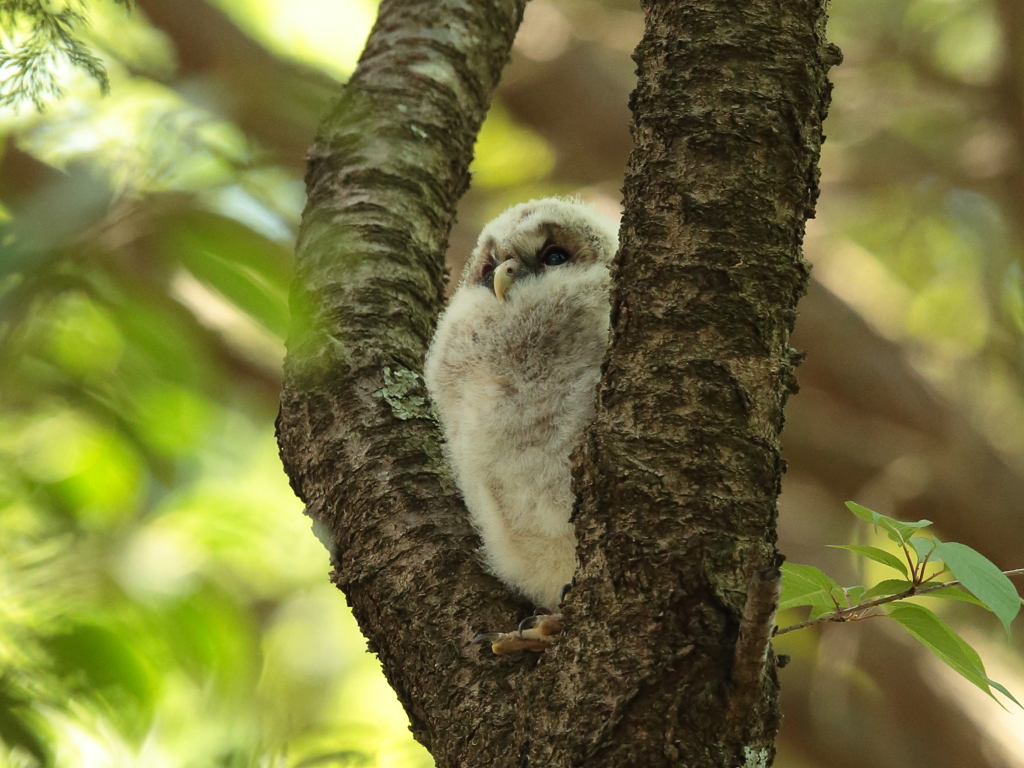 フクロウの二郎君 4
