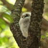 フクロウの二郎君 4