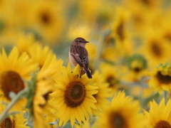 小鳥の渡り　8