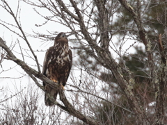 千歳のワシ　5