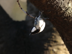 近所の公園 6