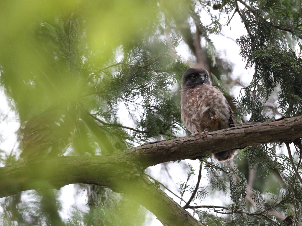 アオバズク　15