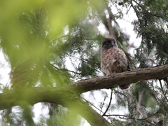 アオバズク　15