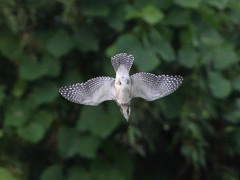 ヤマちゃん落下　4