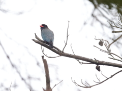 ブッポウソウの森　18