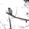 ブッポウソウの森　18