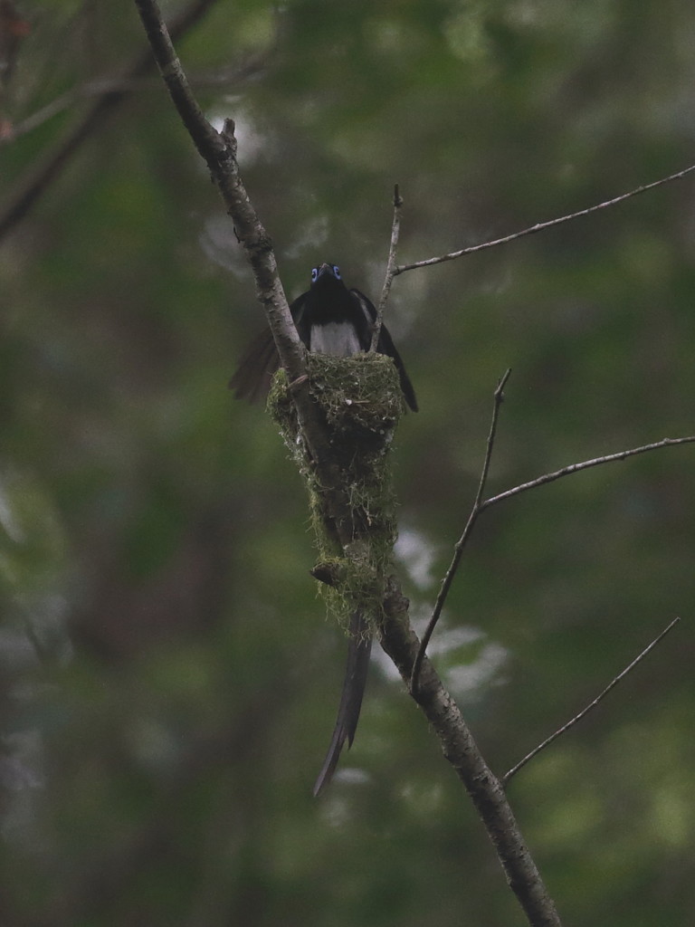 巣立ちました　2