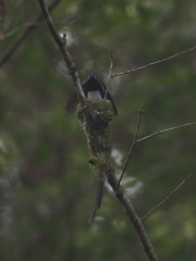 巣立ちました　2