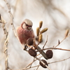 冬の森　78