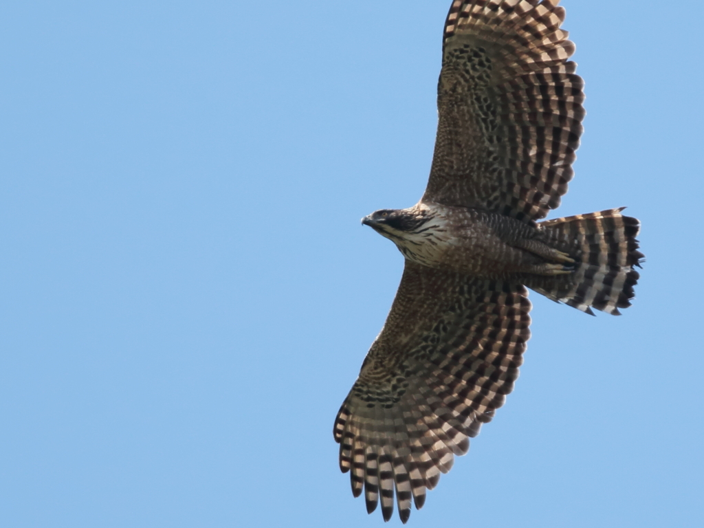 クマタカの棲む森　4
