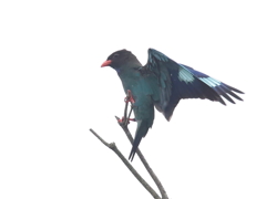 ブッポウソウの森　16