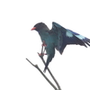 ブッポウソウの森　16
