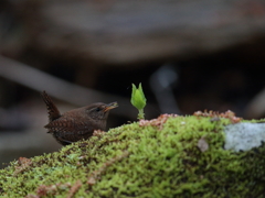 ミソサザイの森　4