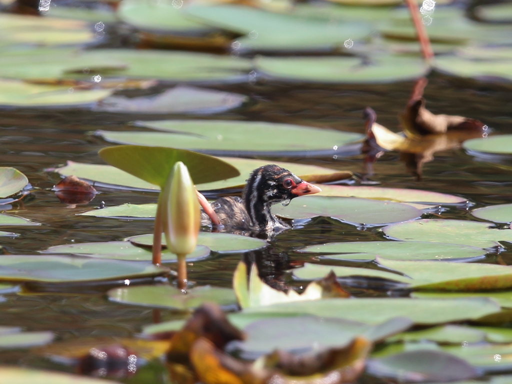 水連畑でおさんぽ