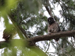 アオバズク　18