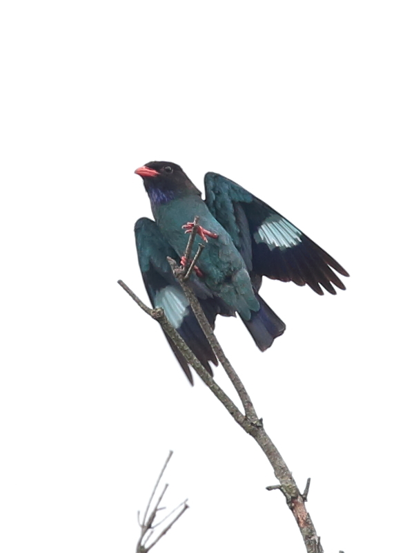 ブッポウソウの森　14