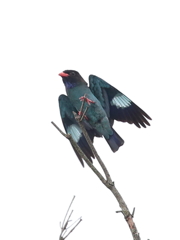 ブッポウソウの森　14