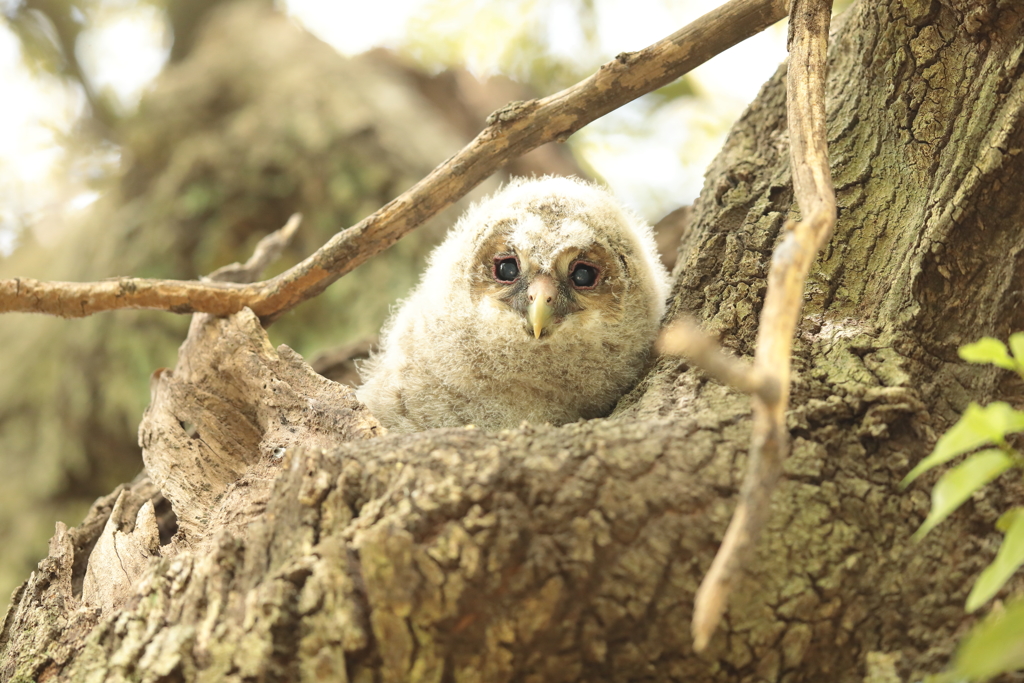 フクロウの三郎君　3