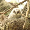 フクロウの三郎君　3