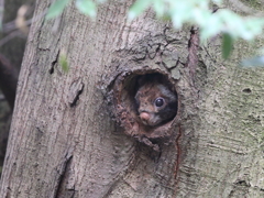 今年は短い盆休み