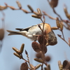 冬の森　67