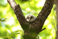 フクロウの二郎君　6