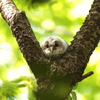 フクロウの二郎君　6