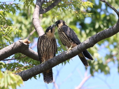 チゴハヤブラザーズ　9