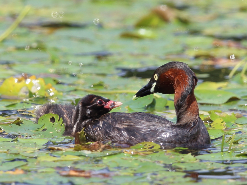 おかあさんといっしょ 1