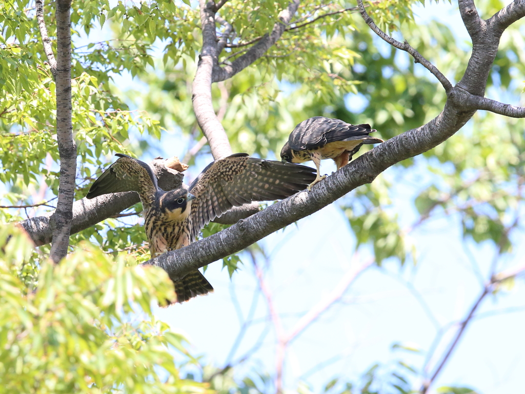 チゴハヤブラザーズ　2