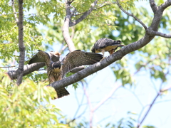 チゴハヤブラザーズ　2