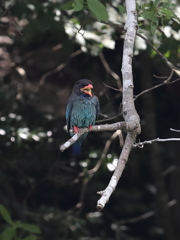 夏告鳥