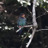 夏告鳥