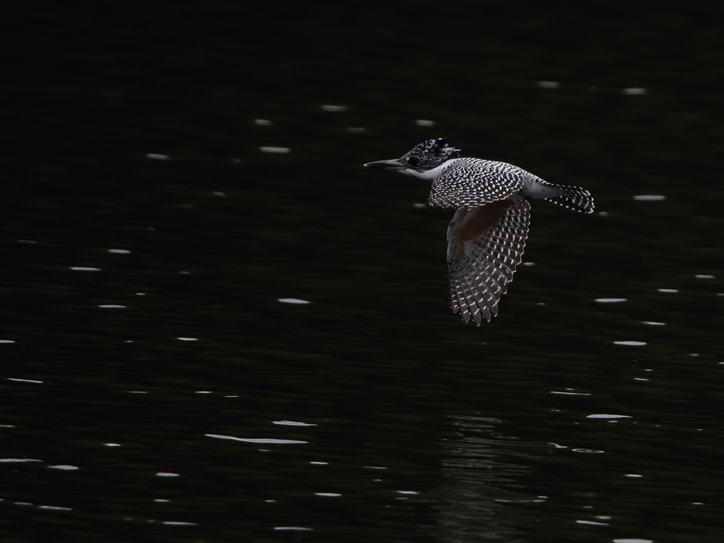 飛びまぁ～す　飛びまぁ～す 10