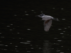 飛びまぁ～す　飛びまぁ～す 10