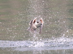 じゃぶんじゃぶん
