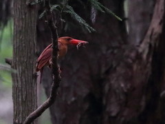 キョロちゃんまた来年だね 2