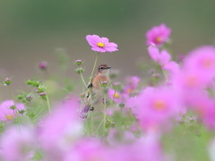 小鳥の渡り　7