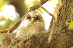 フクロウの三郎君　2