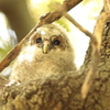 フクロウの三郎君　2