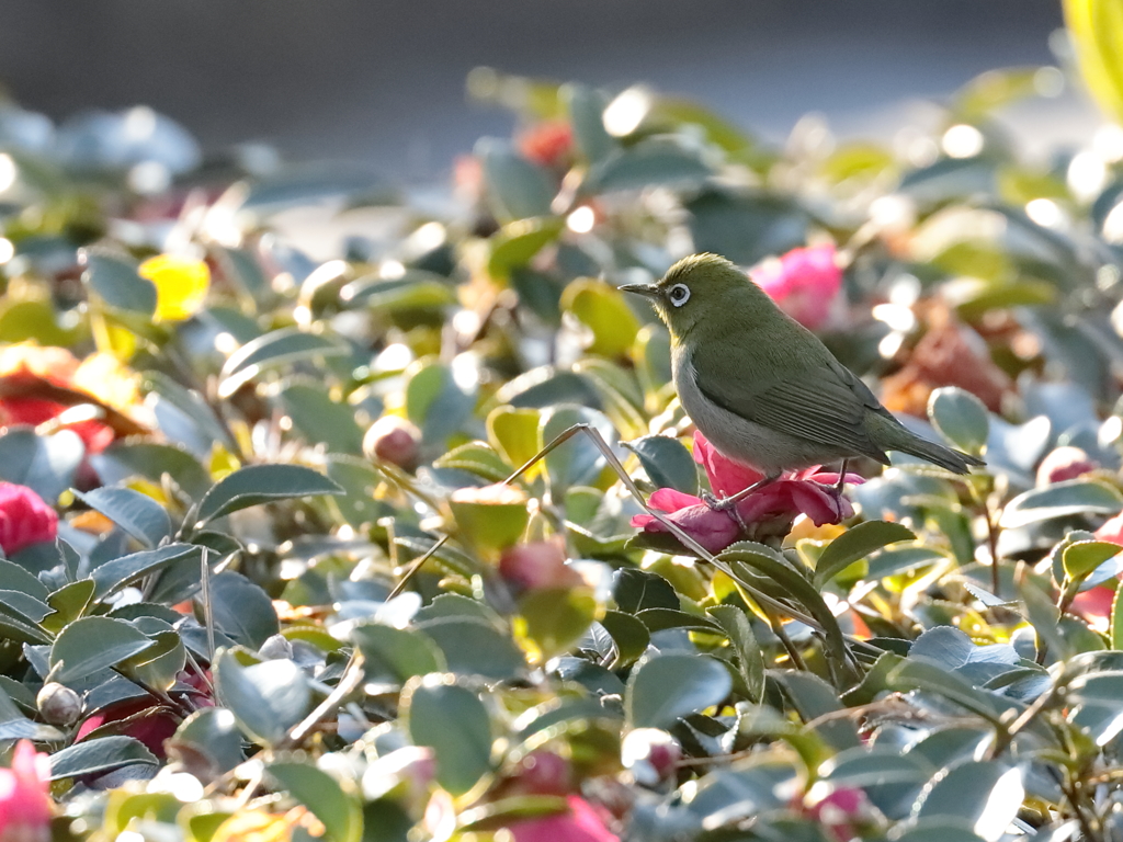 近所の公園 8