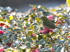 近所の公園 8